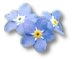 Forget-Me-Not flowers